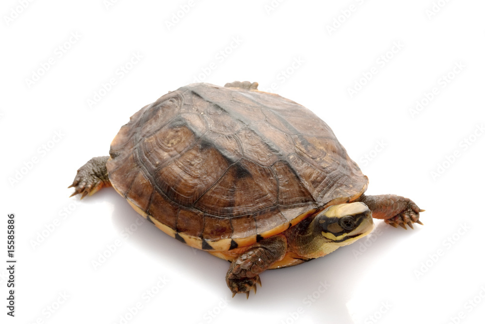 Golden coin box turtle Golden coin box turtle