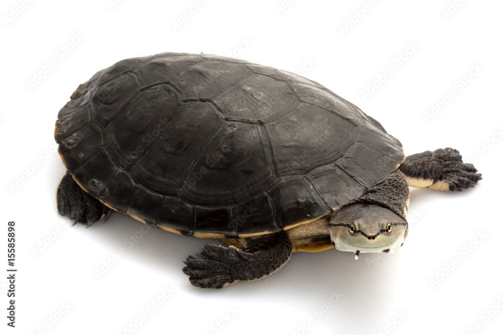Fototapeta premium Argentine sideneck turtle