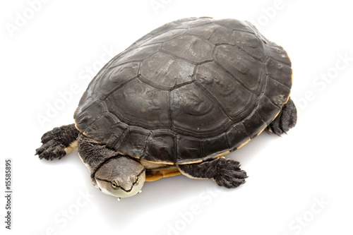 Argentine sideneck turtle photo