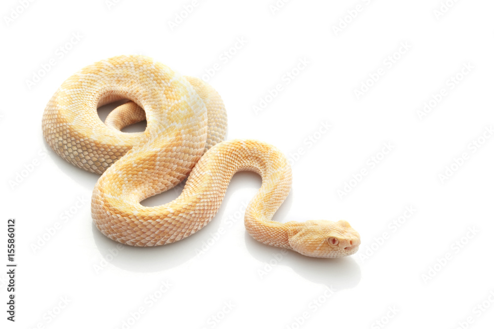 Albino Western Diamondback Rattlesnake Albino Western Diamondback Rattlesnake