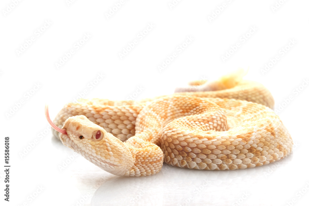 Obraz premium Albino Western Diamondback Rattlesnake