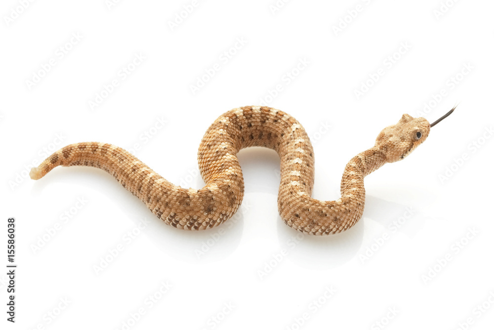 Sidewinder Sidewinder