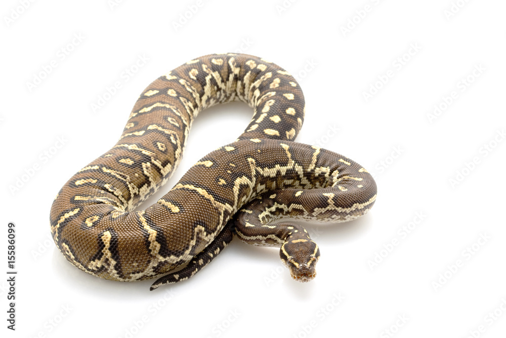 Obraz premium Angolan python