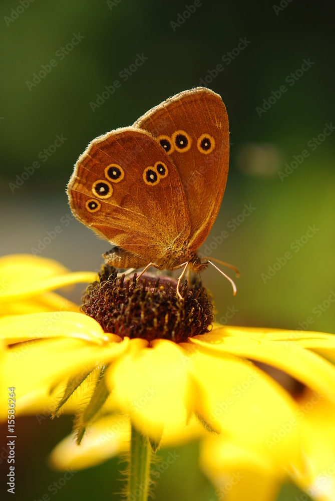 Obraz premium Butterfly