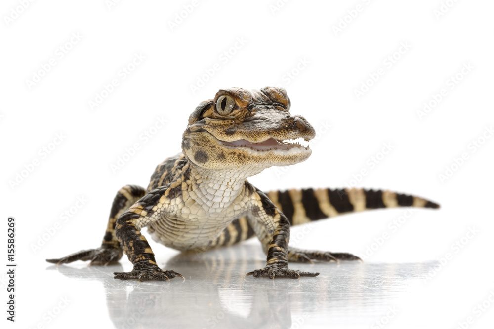 Naklejka premium American alligator