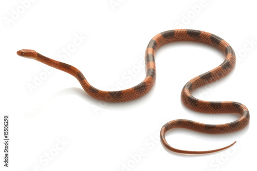 Banded Cat-eyed Snake