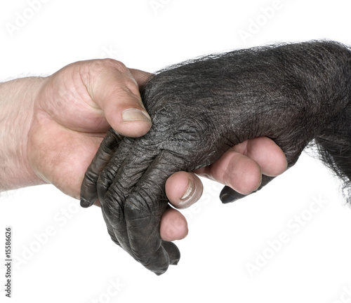 Human and monkey joining hands
