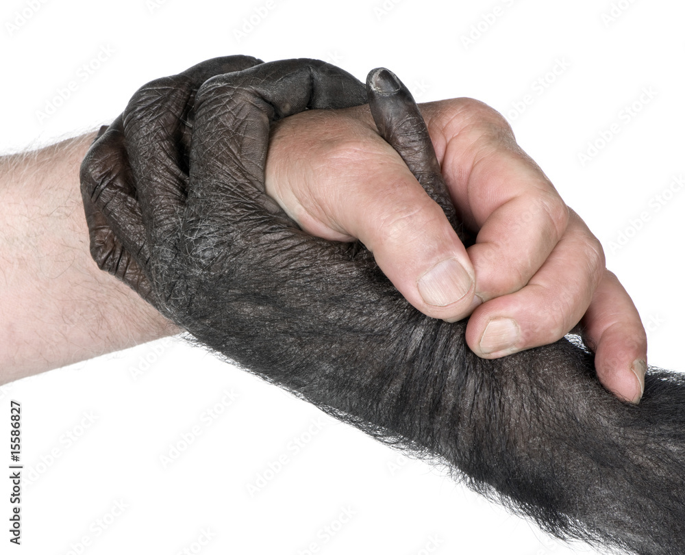 Naklejka premium handshake between Human hand and monkey hand