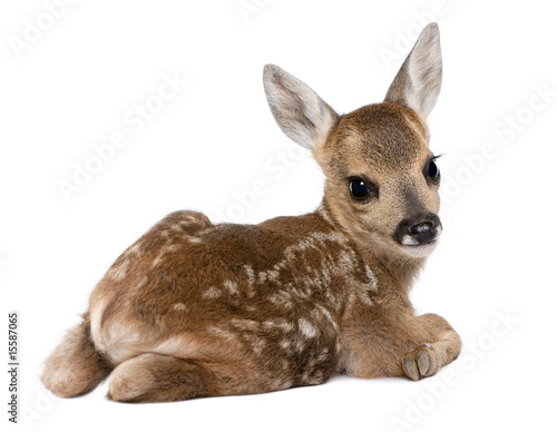 Slika na platnu roe deer Fawn - Capreolus capreolus (15 days old)