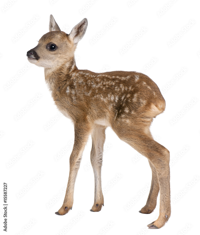 roe deer Fawn - Capreolus capreolus (15 days old) roe deer Fawn - Capreolus capreolus (15 days old)
