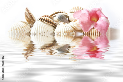 shells and pink flower reflected in the water