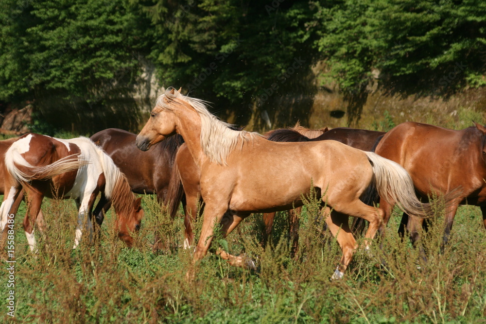 Obraz premium Le chef c'est moi !