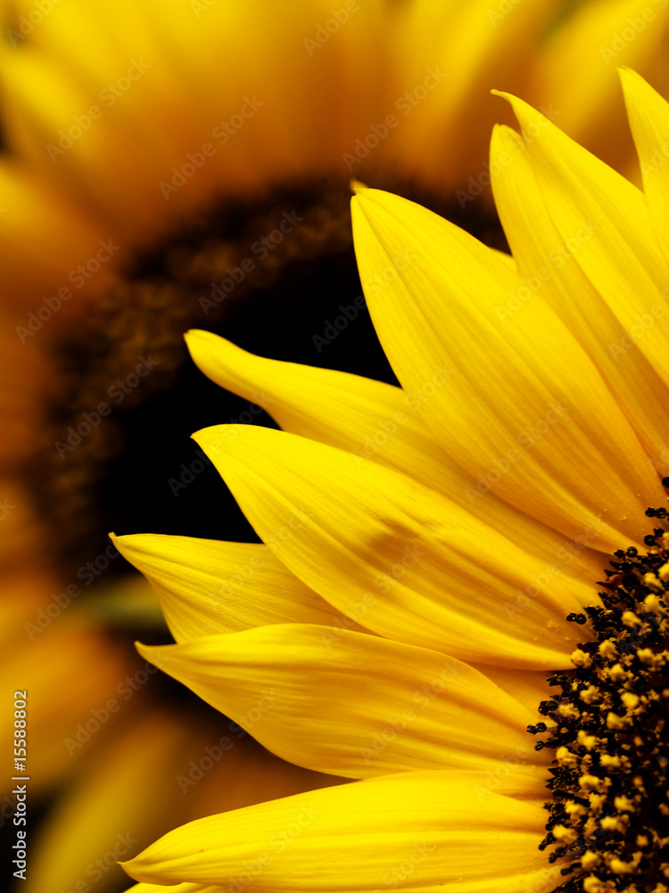 Sunflower macro - obrazy, fototapety, plakaty 