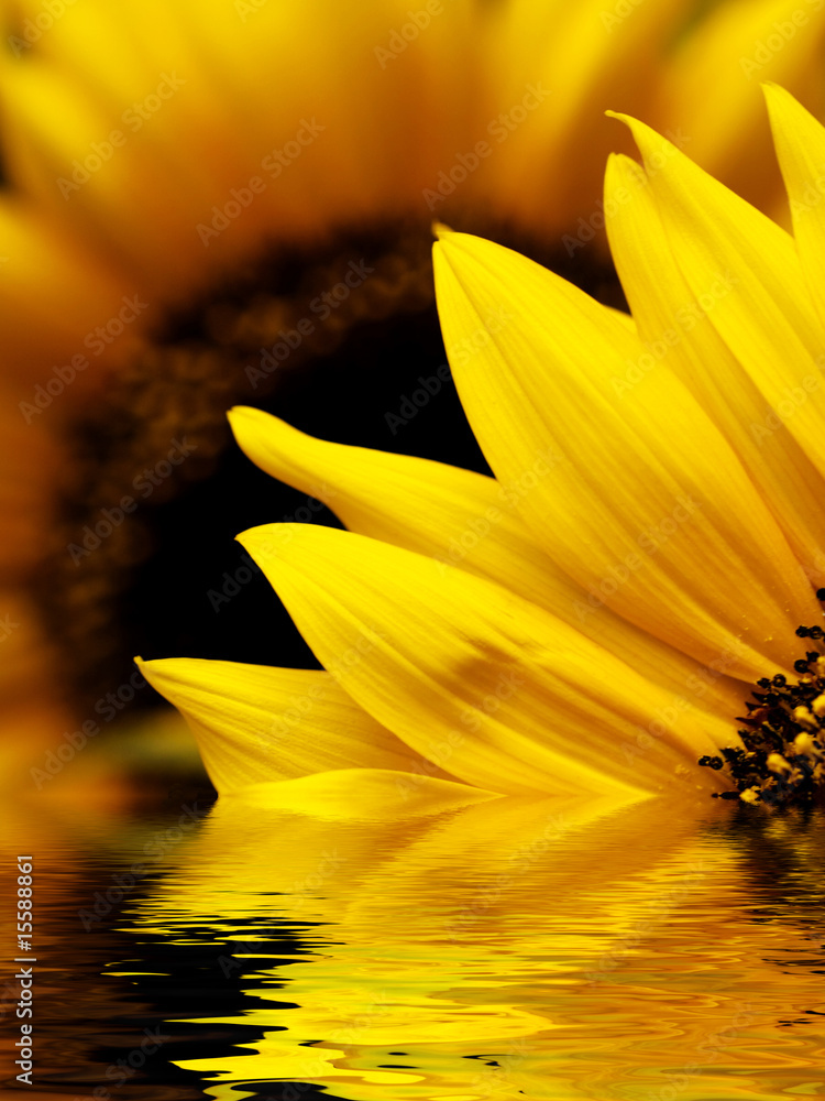 Obraz premium Sunflower macro