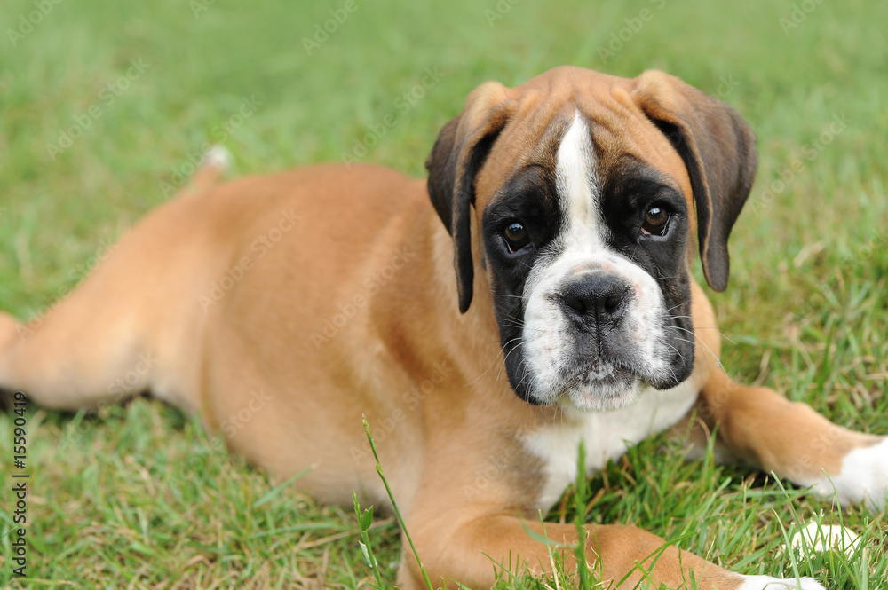 Boxer 211 Boxer 211