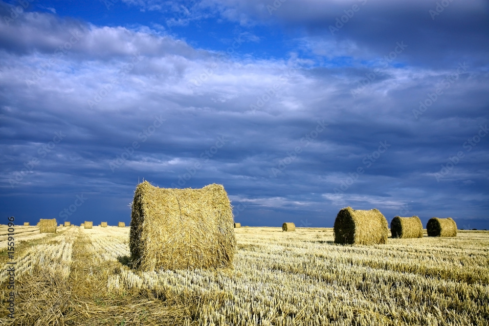 bale of wheat on the field