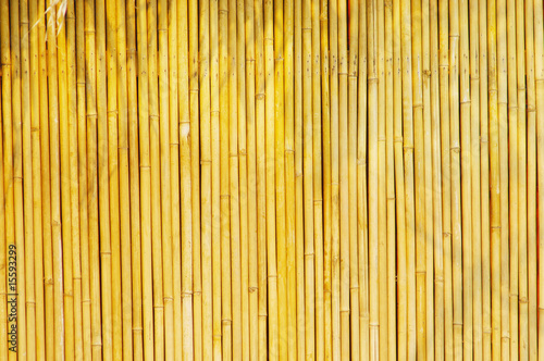 Golden bamboo Background