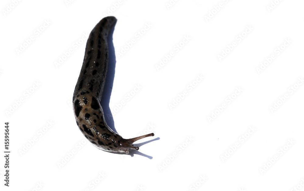 deroceras reticulatum
