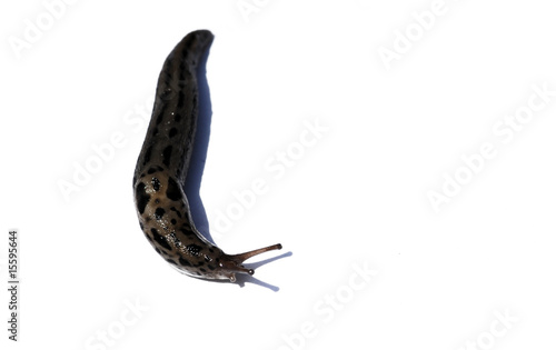 Obraz na płótnie deroceras reticulatum w salonie