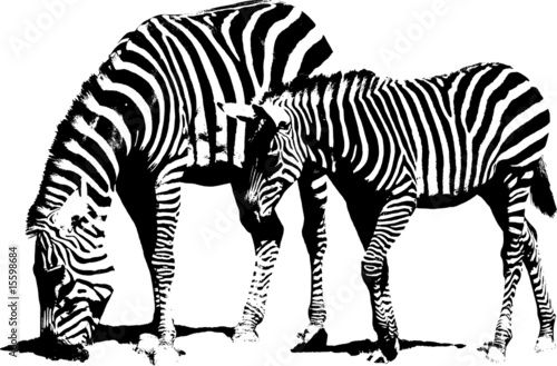 grasende Zebras