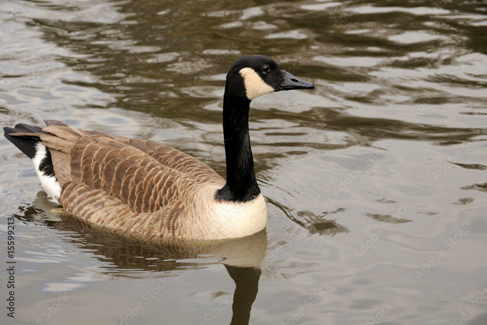 Canadian goose