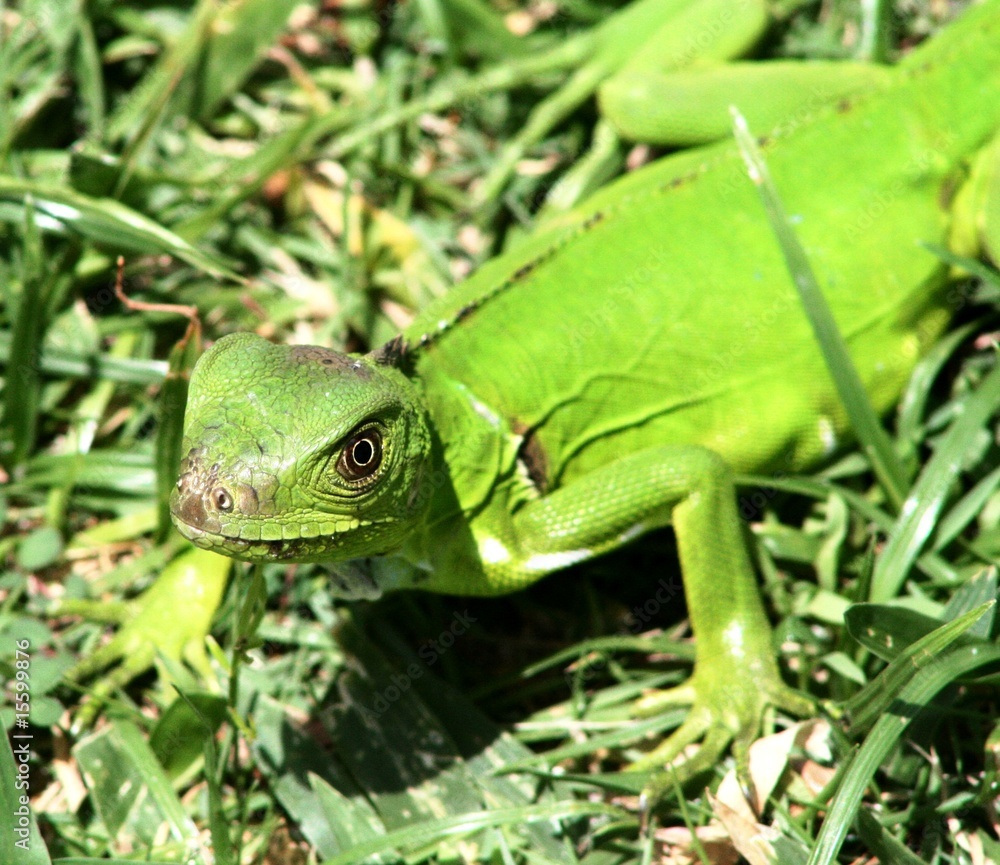 Fototapeta premium Green lizard