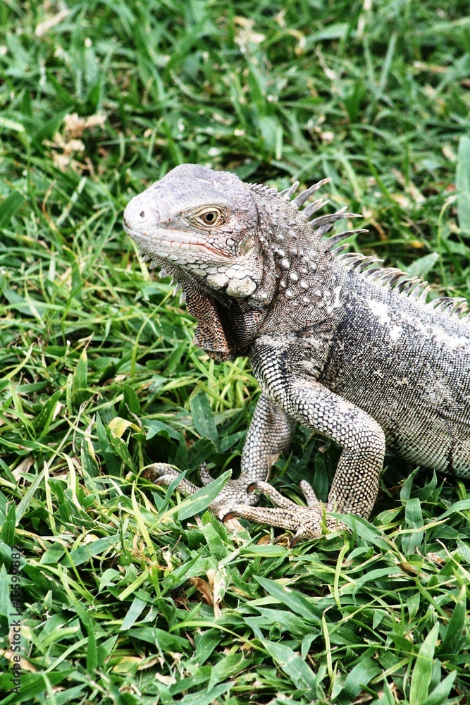 Iguana on the grass