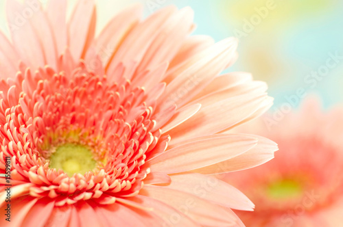 Closeup photo of pink daisy-gerbera © SJ Travel Footage