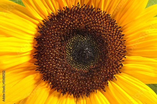 Closeup einer Sonnenblume