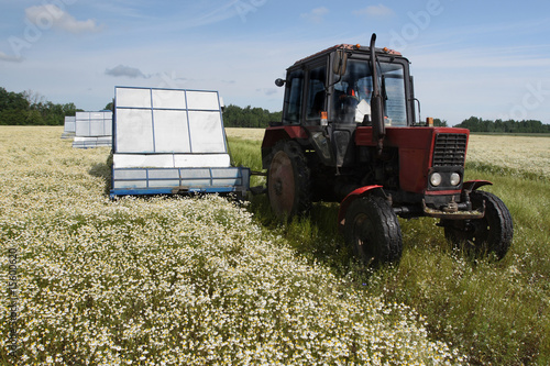 Obraz na płótnie Machine harvesting Camomile medicinal w salonie