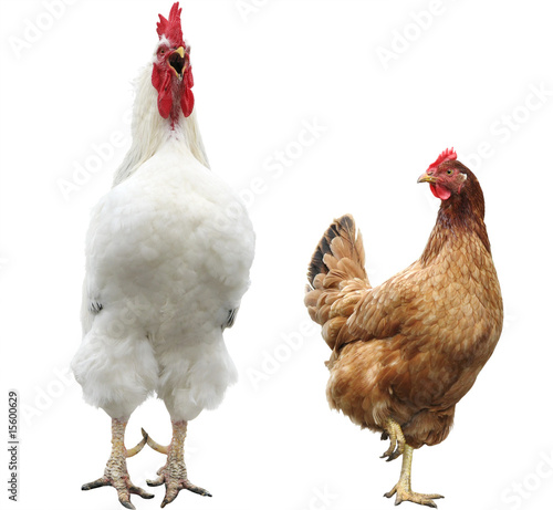 funny hen and rooster