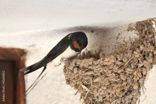 swallow and nest