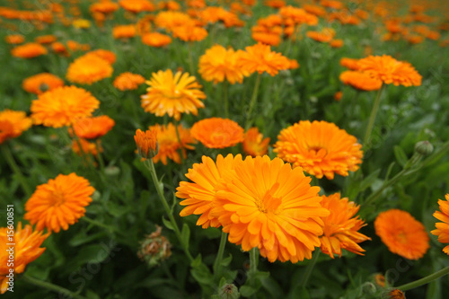 Calendula