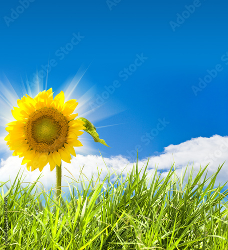 Yellow sunflower and fresh grass