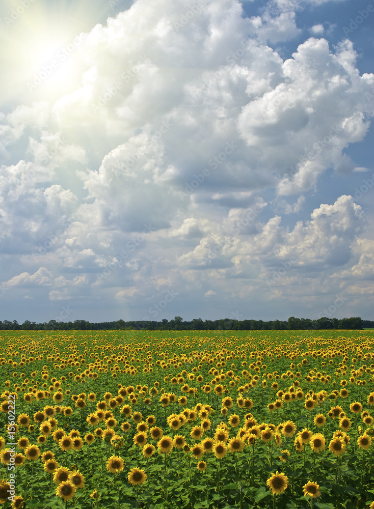Field of sunflowers on a background of the cloudy blue sky