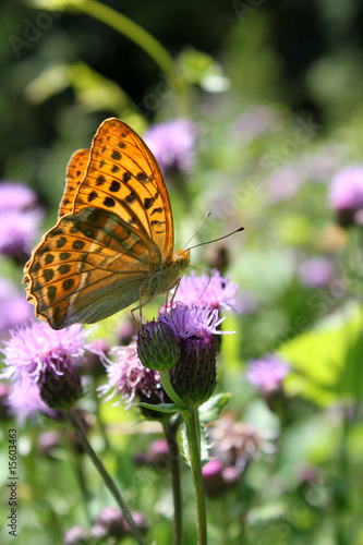 schmetterling photo