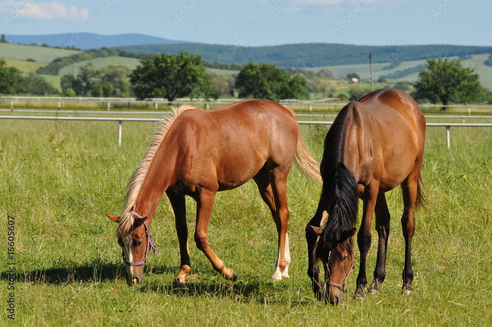 Obraz premium two horses at grass