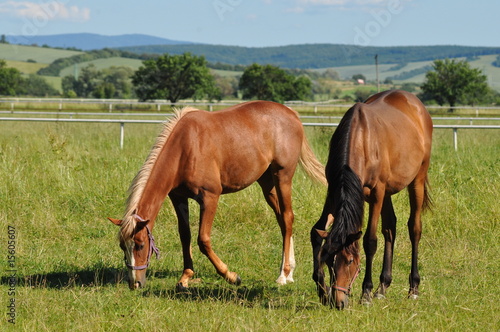 two horses at grass