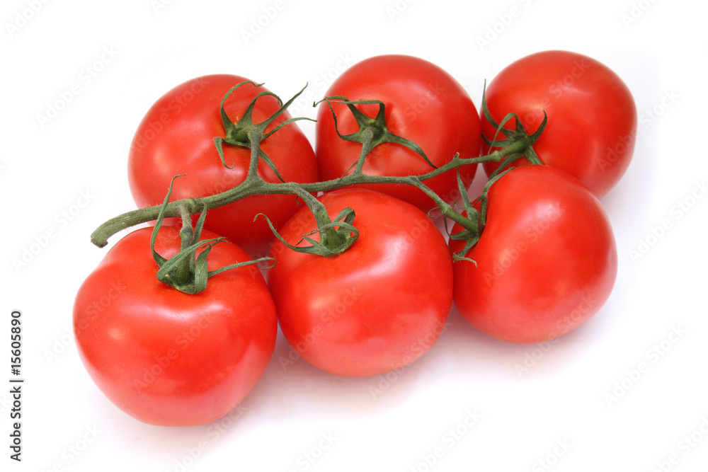 Branch of tomatoes