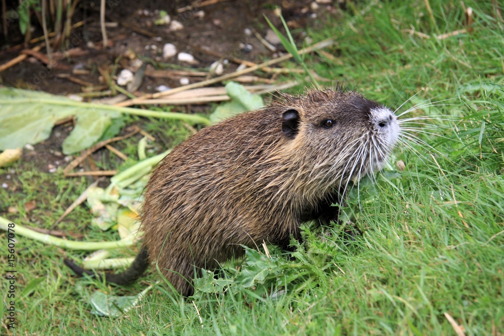 Nutria Nutria