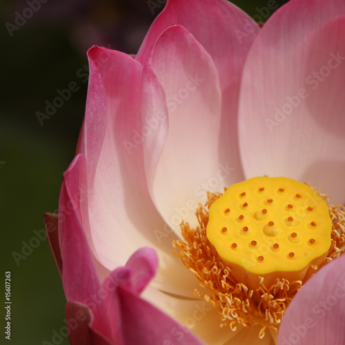 lotus rose
