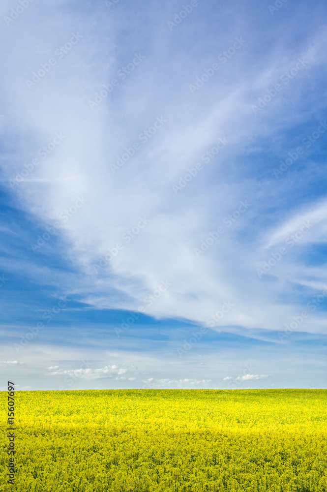 Rapsfeld im Sommer unter blauem Himmel