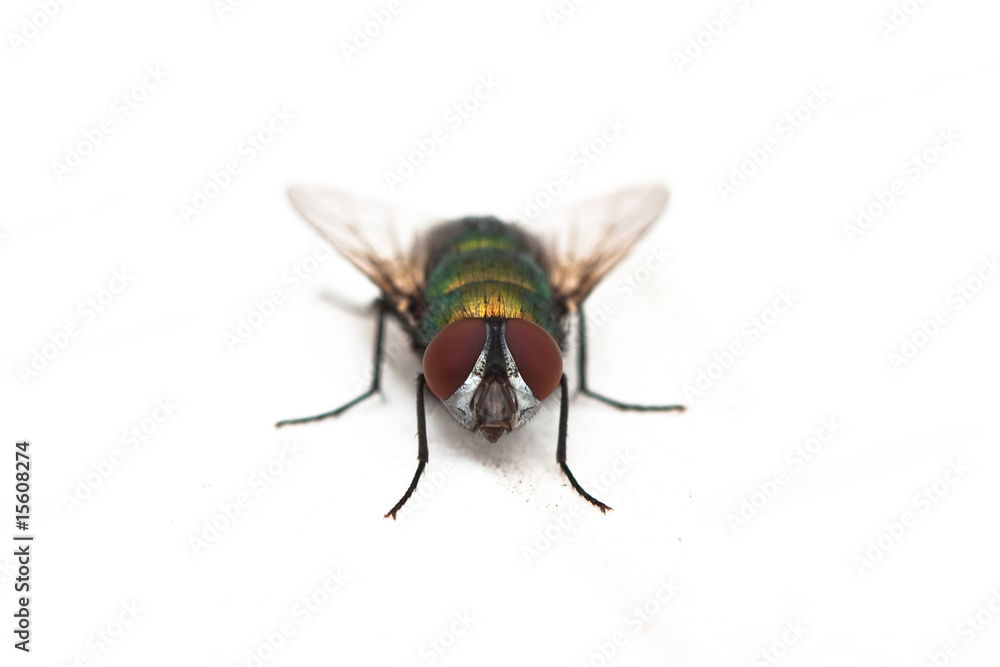 Naklejka premium green fly