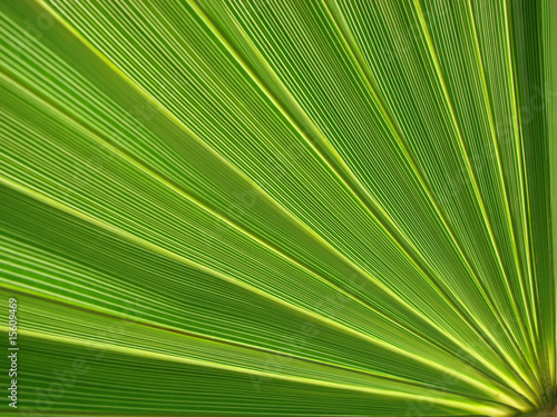 abstract green background palm tree leave