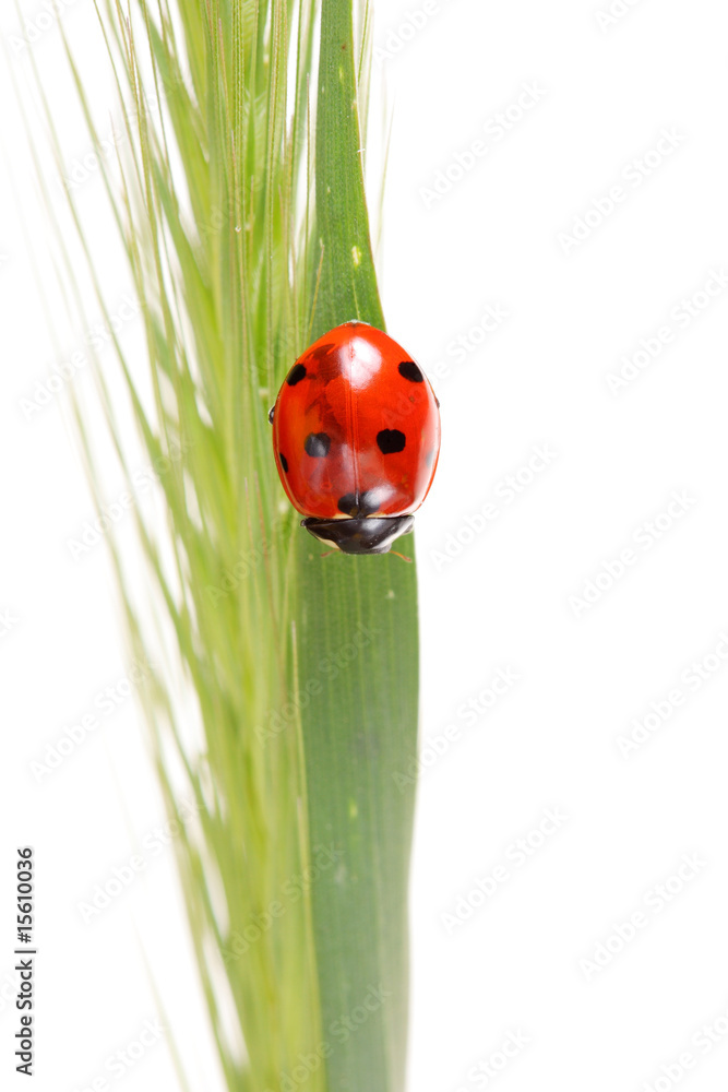 ladybug ladybug