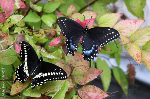 Canvas Print Male and female black swallowtail butterflies