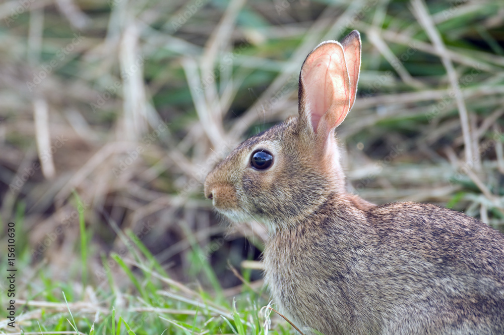 Fototapeta premium Portrait of a rabbit