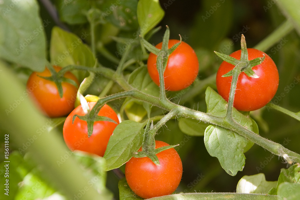 Near ripe tomatos