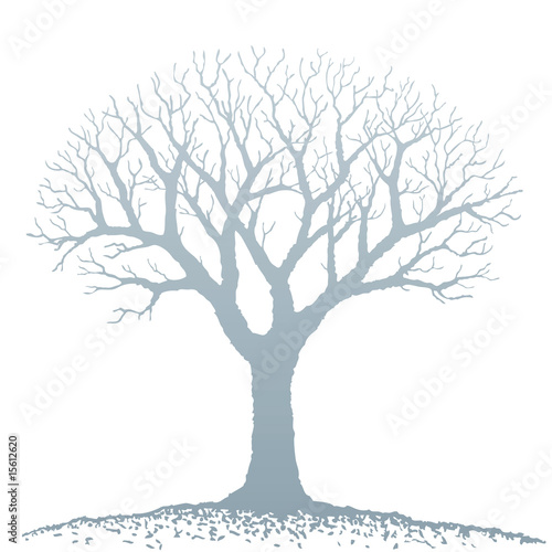 albero nella nebbia
