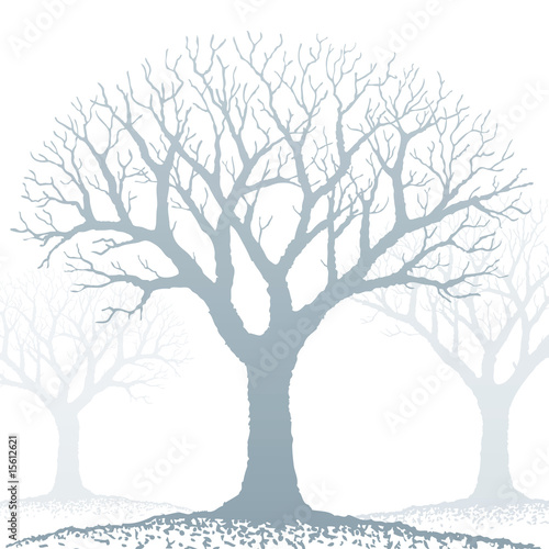 Carta da parati Alberi - Carta da parati alberi nella nebbia